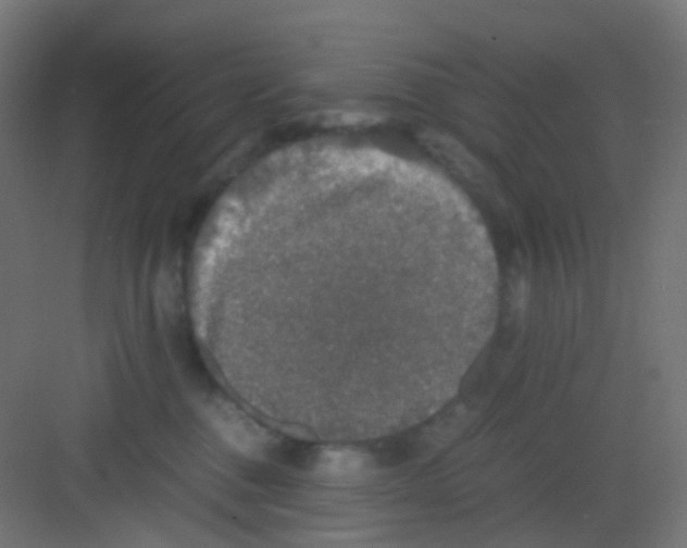 X0000081390376200702090044