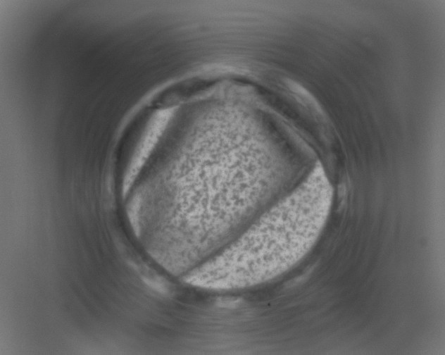 X0000081390388200702090043