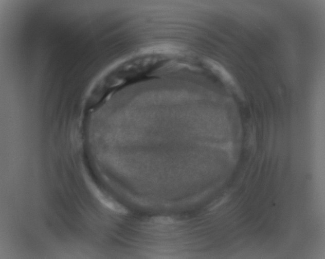 X0000081390392200702090043