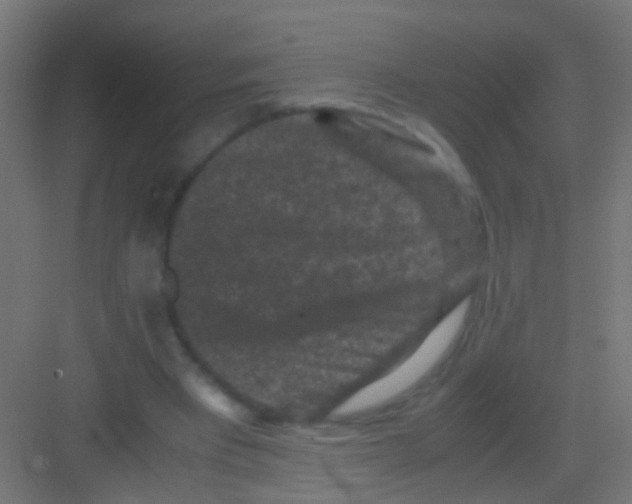 X0000081390393200702090043