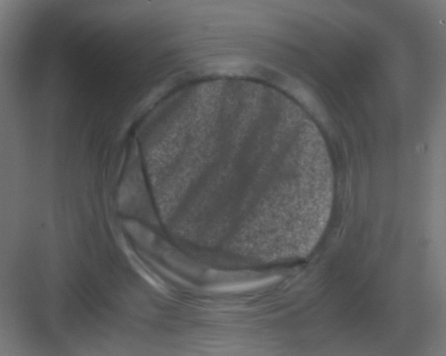 X0000081390397200702090043