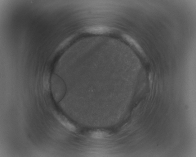 X0000081390400200702090043