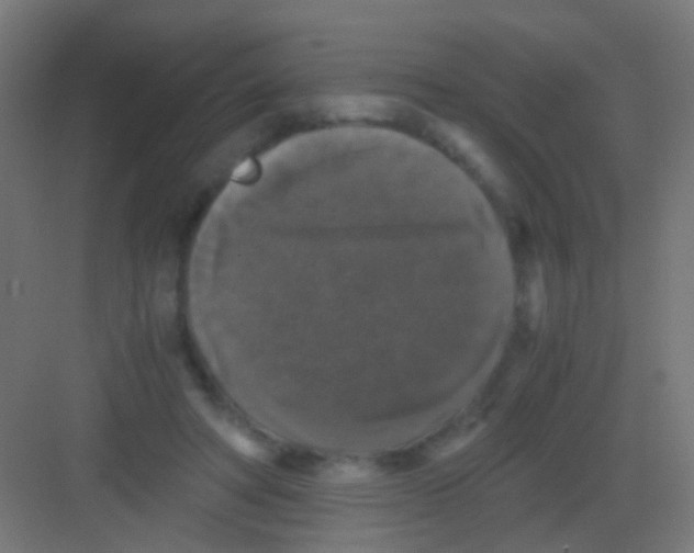 X0000081390402200702090043