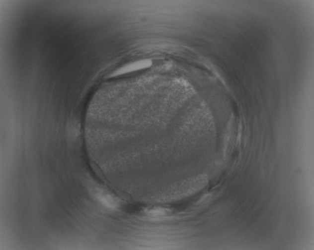 X0000081390407200702090043