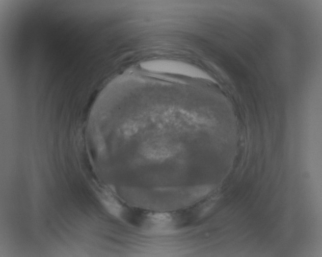 X0000081390409200702090043