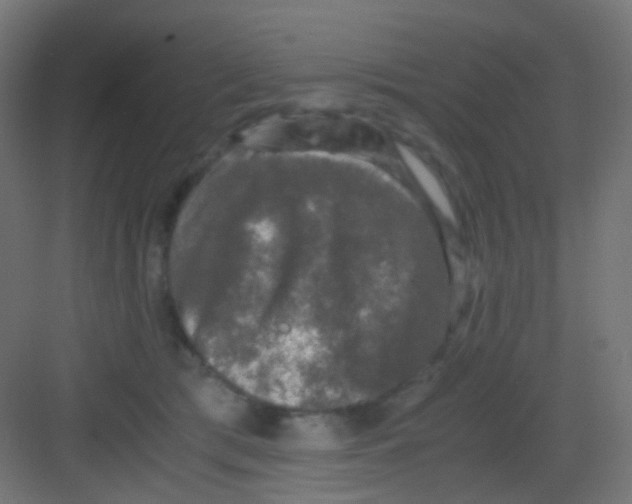 X0000081390417200702090043