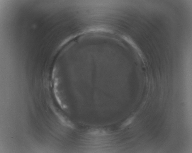 X0000081390434200702090042