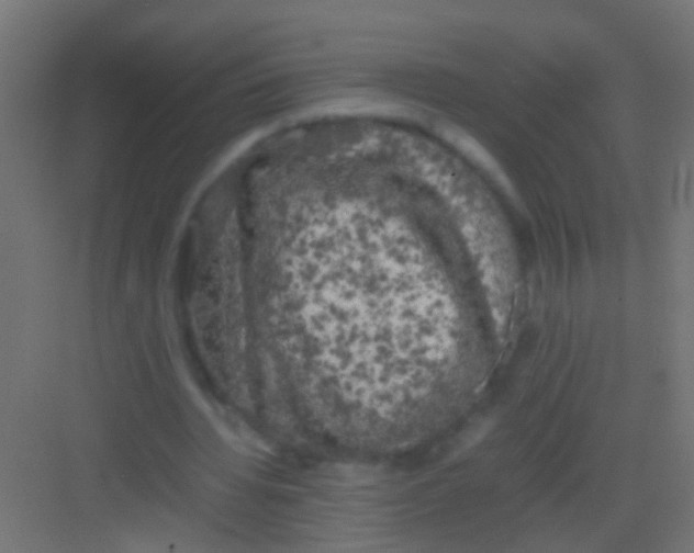 X0000081390436200702090042