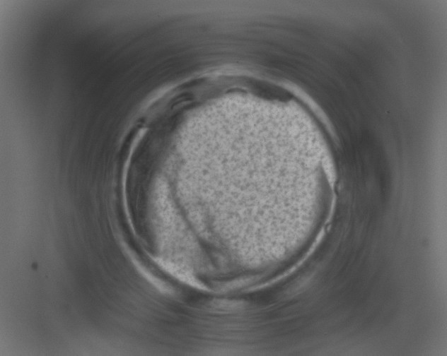 X0000081390437200702090042