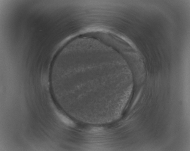 X0000081390438200702090042