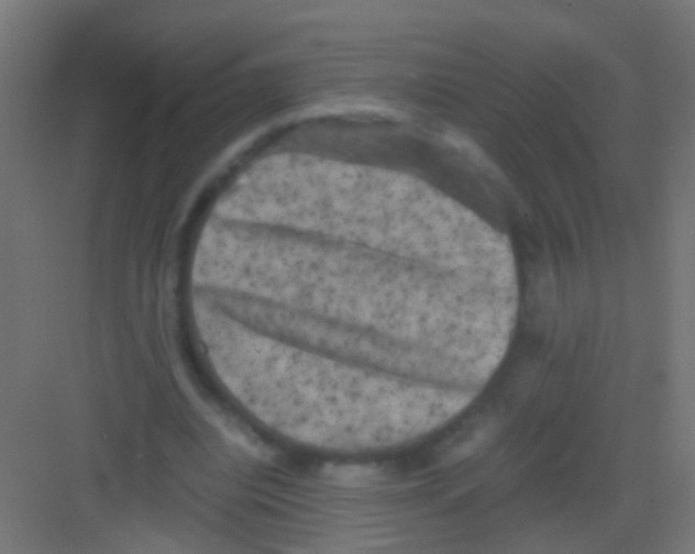 X0000081390440200702090042