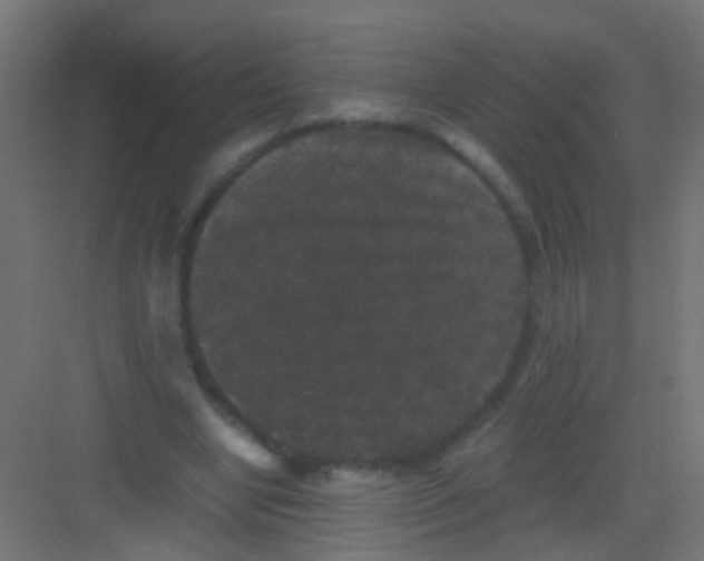 X0000081390442200702090042