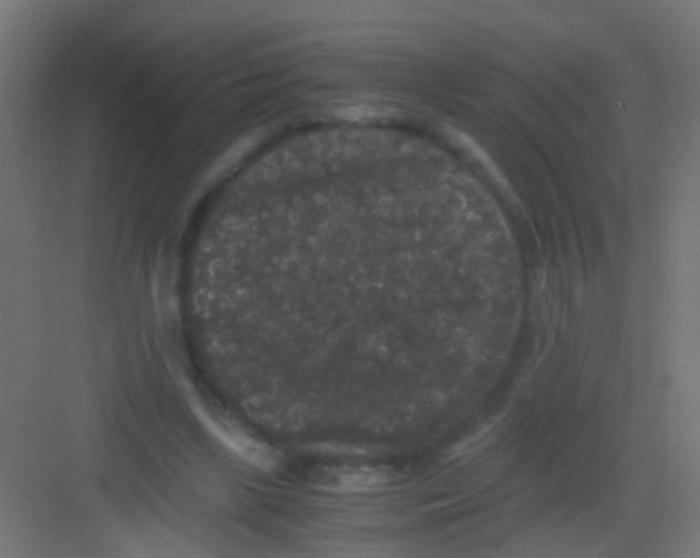 X0000081390443200702090042