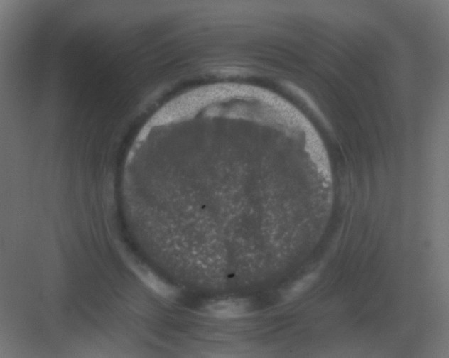 X0000081390447200702090042