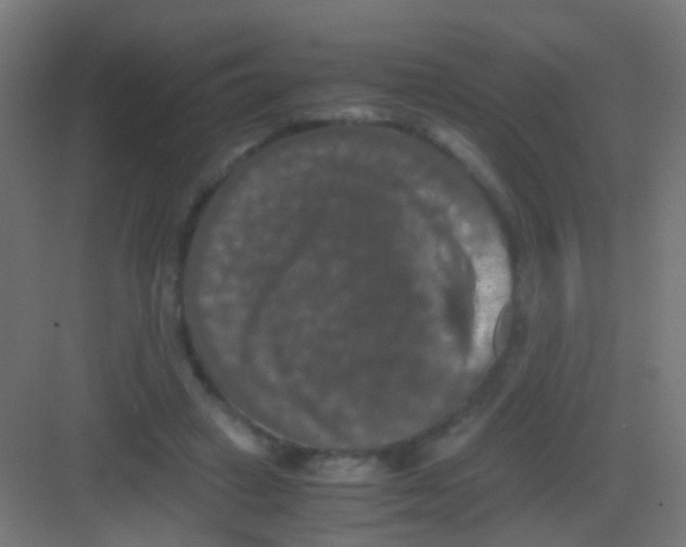 X0000081390449200702090042