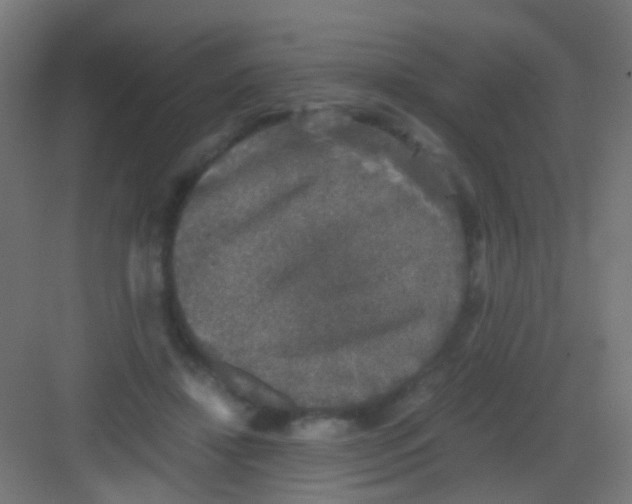 X0000081390452200702090042