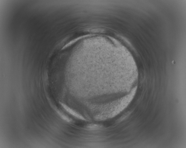 X0000081390453200702090042