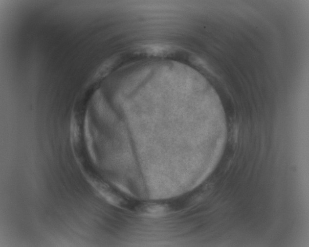 X0000081390456200702090042