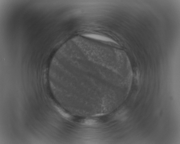 X0000081390462200702090042