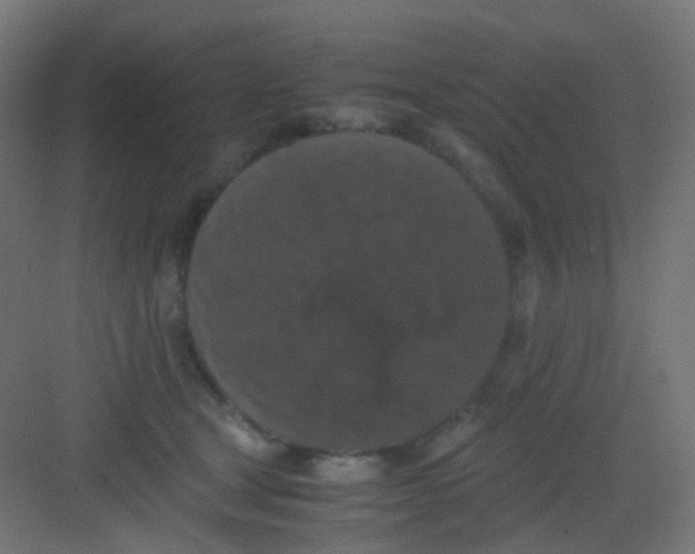 X0000081390465200702090042