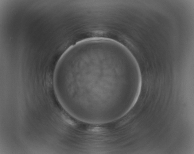 X0000081390467200702090042