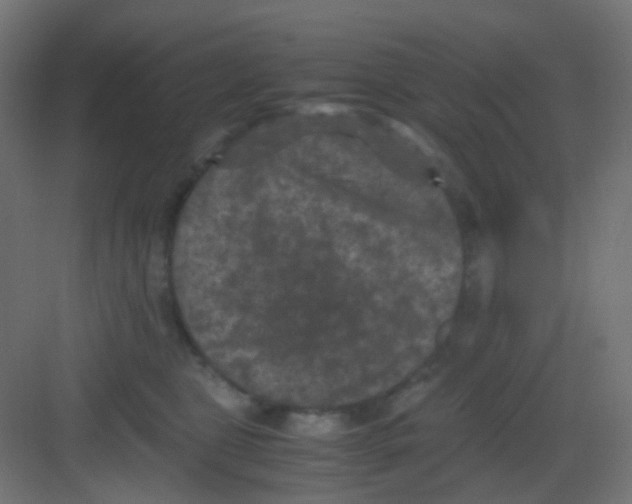 X0000081390469200702090042