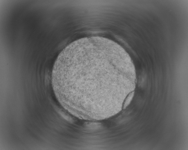 X0000081390476200702090042