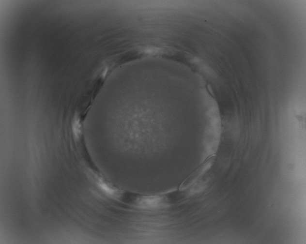 X0000081390479200702090042