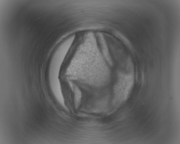 X0000081390483200702090042