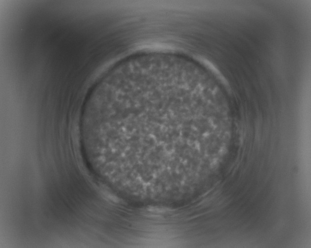 X0000081390487200702090042