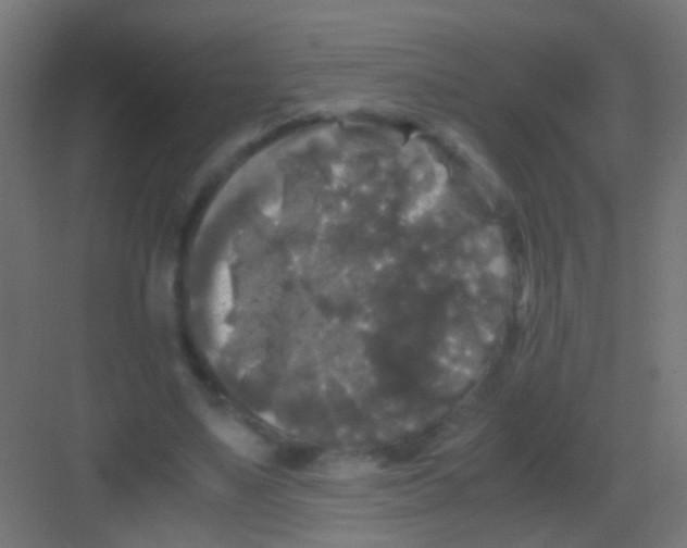 X0000081390491200702090041