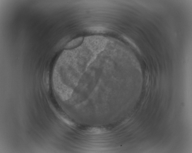 X0000081390494200702090041