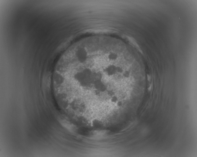 X0000081390495200702090041