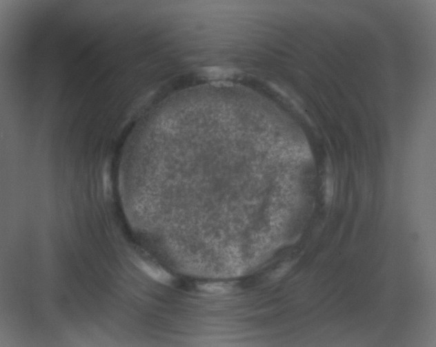 X0000081390516200702090041