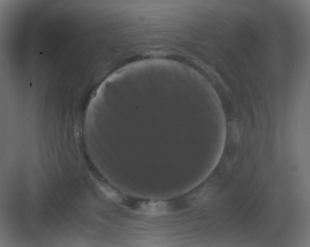 X0000081390517200702090041