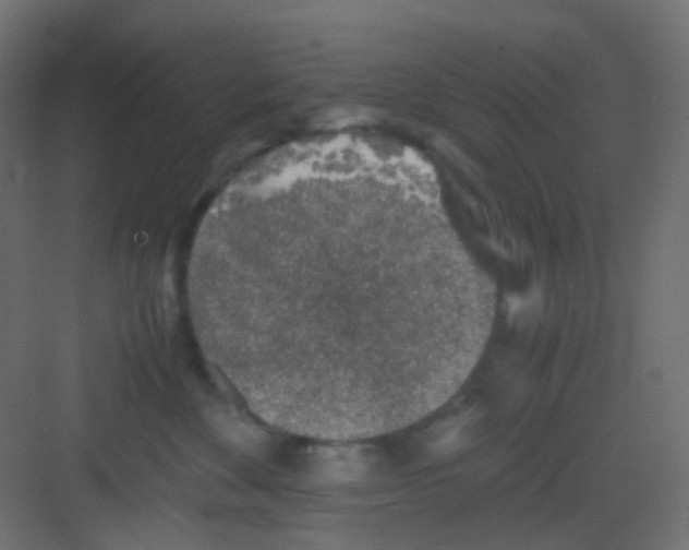 X0000081390524200702090041