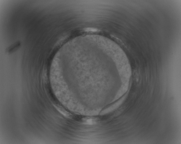 X0000081390564200702090041