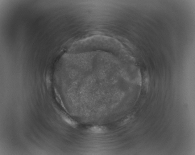 X0000081390566200702090041