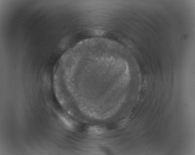 X0000081390568200702090041