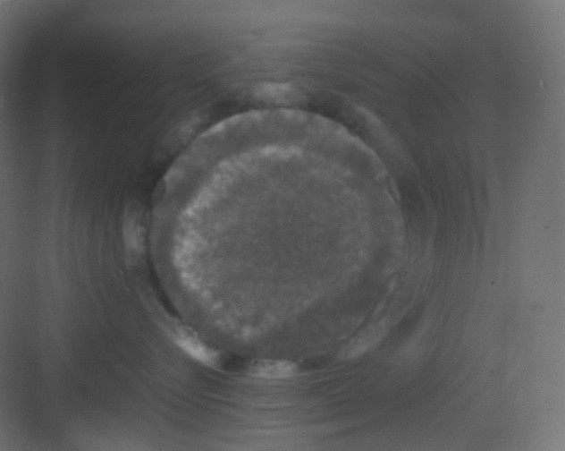 X0000081390576200702090041