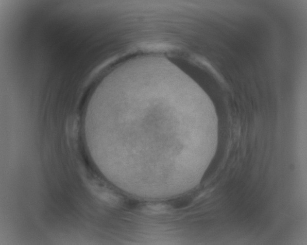 X0000081390583200702090040