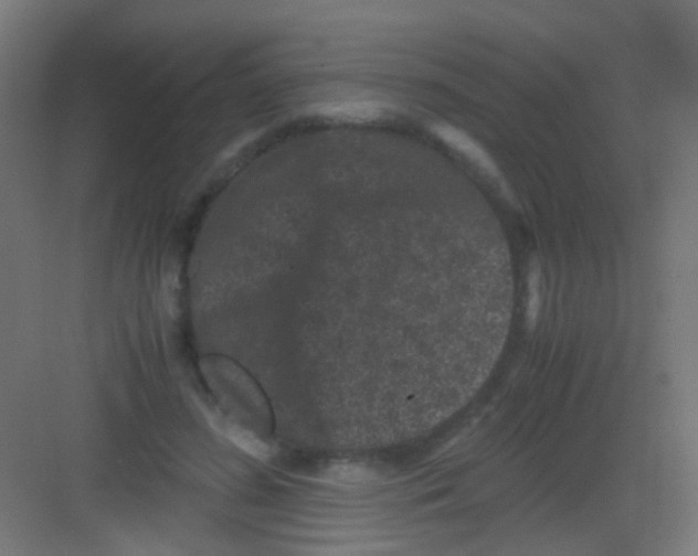 X0000081390596200702090040