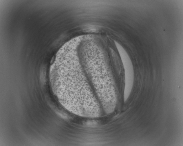 X0000081390600200702090040