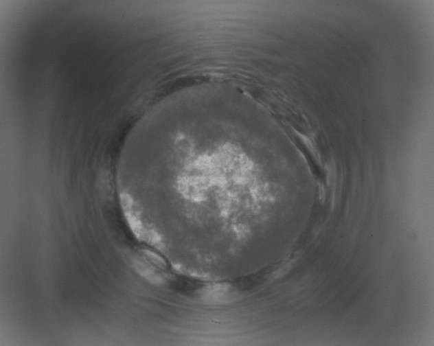 X0000081390609200702090039