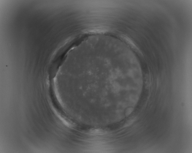 X0000081390634200702090039