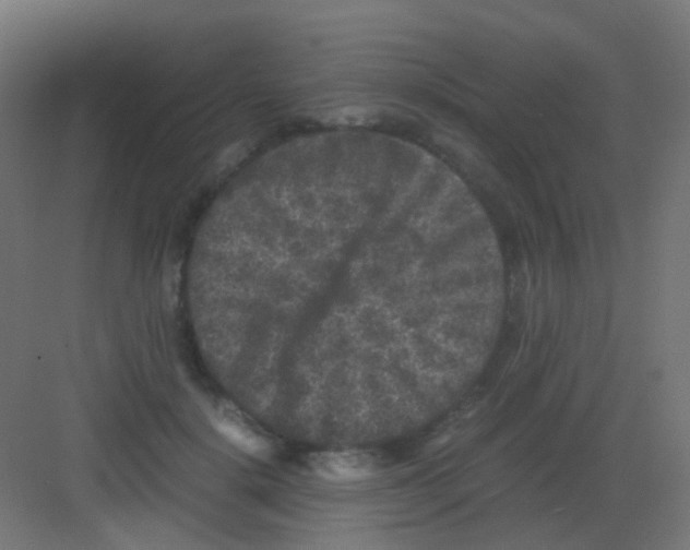 X0000081390652200702090039