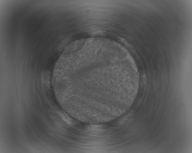 X0000081390664200702090039