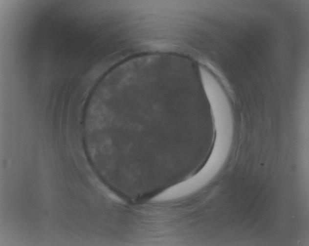 X0000081390673200702090038