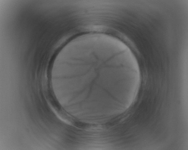 X0000081390674200702090038