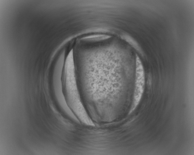 X0000081390676200702090038